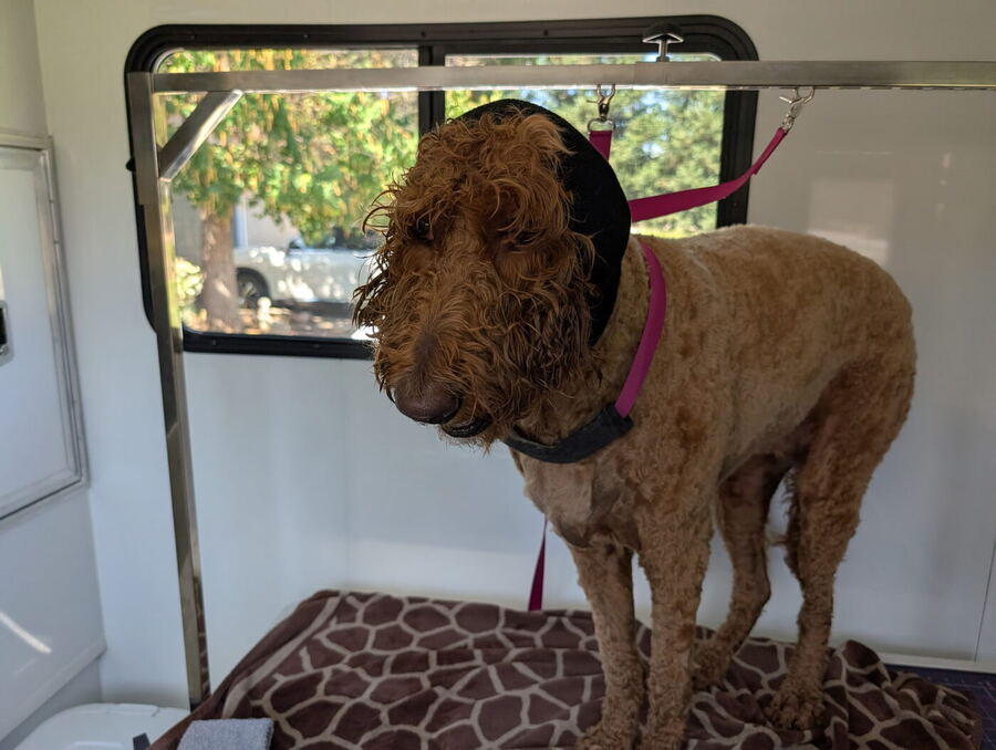 Freshly groomed apricot doodle on the grooming table