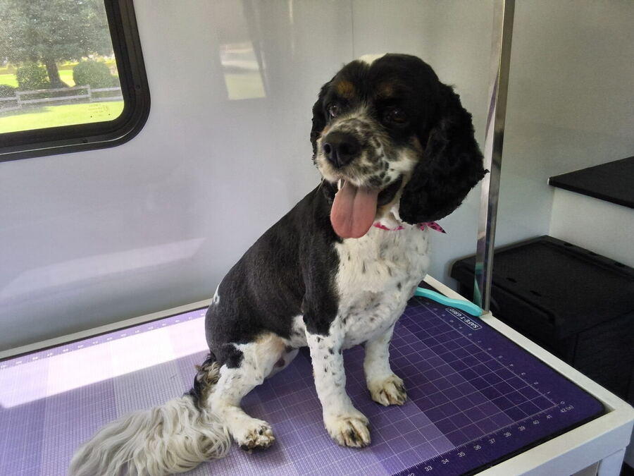 Oscar, a freshly groomed black-and-white cocker spaniel