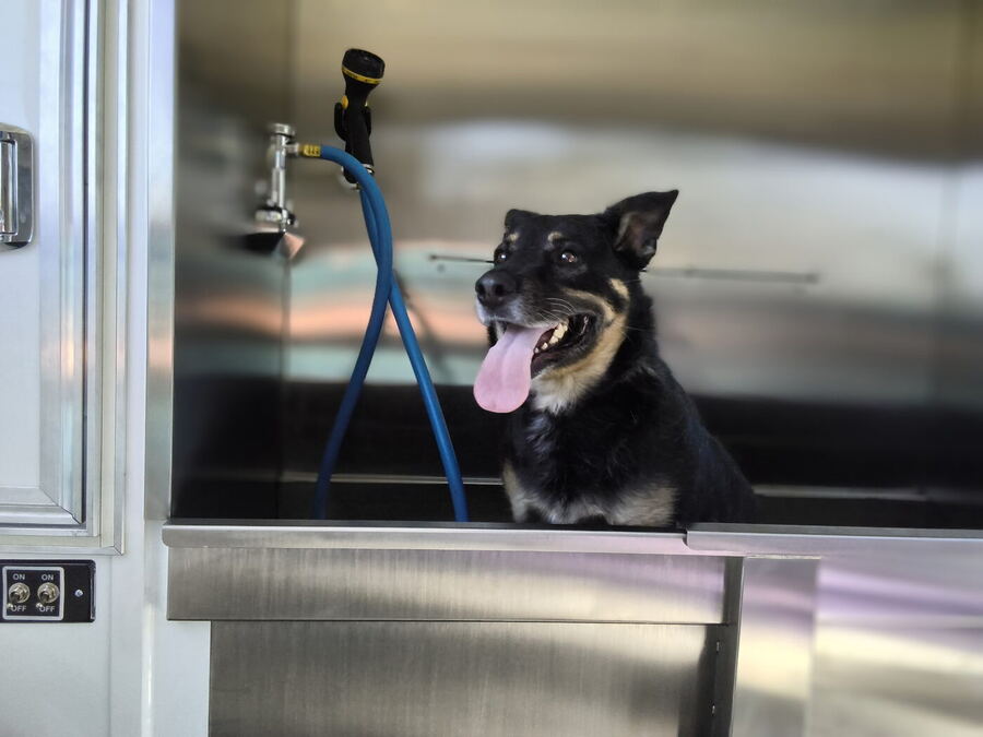 Happy black-and-tan dog in the mobile grooming bath