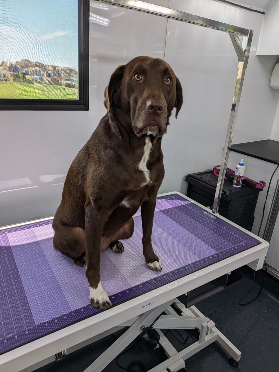 Chocolate Labrador sitting calmly on the grooming table inside the trailer