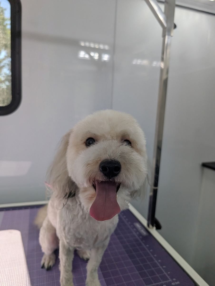 Cream doodle with a fresh haircut, tongue out, on the grooming table inside the mobile salon