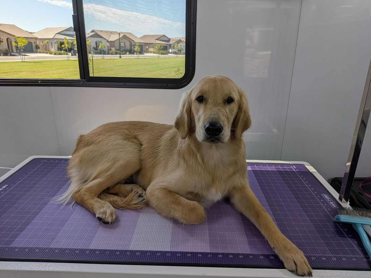 Young golden retriever relaxing on the grooming table in the mobile salon