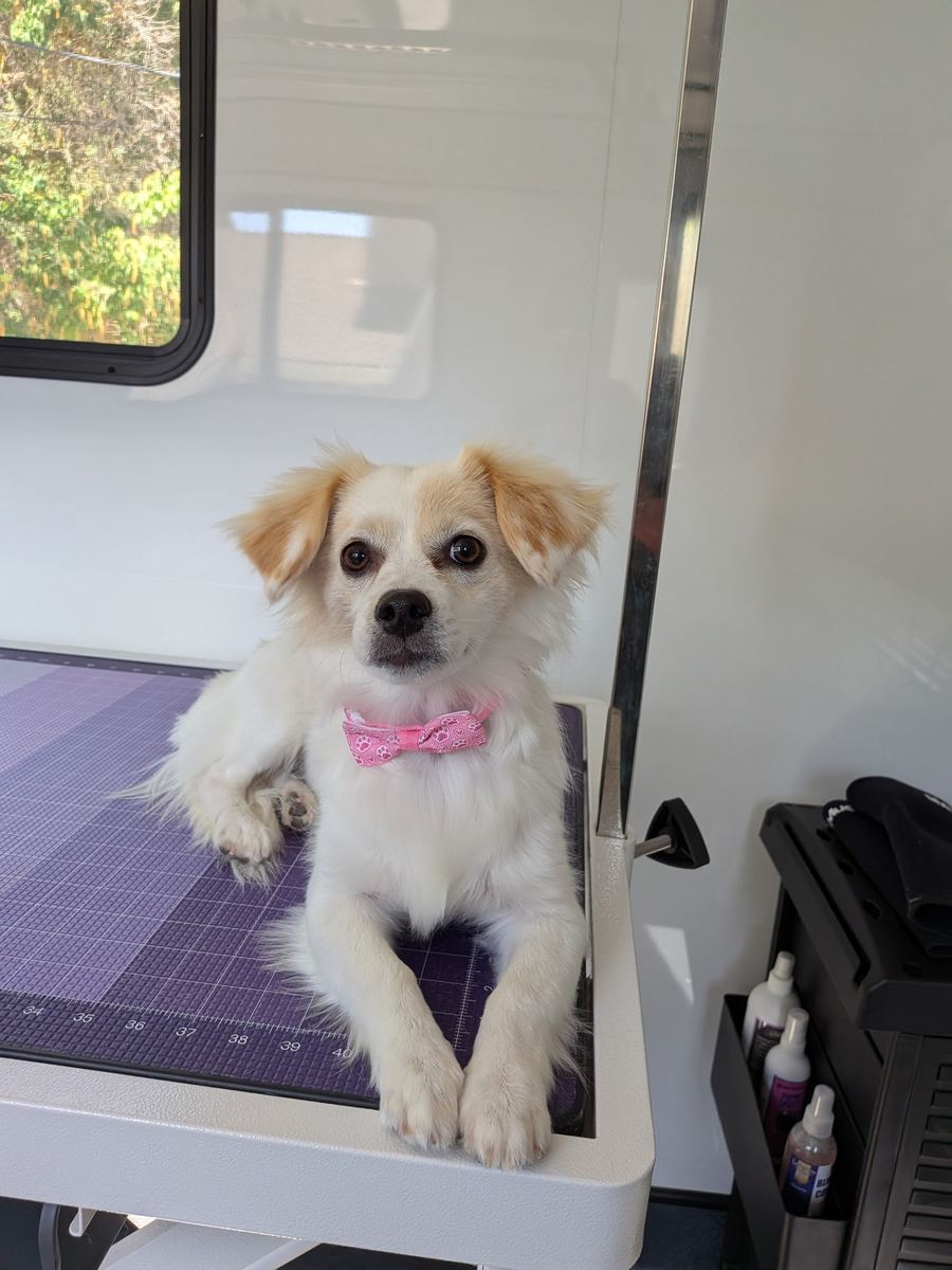 Small cream and tan dog wearing a pink paw print bow after her groom